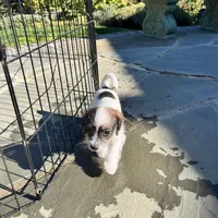 Moe, a male Poodle - Toy  and Chiweenie for sale in Pleasant Hill, CA – Photo 2 of 7