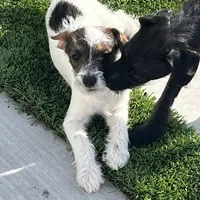 Moe, a male Poodle - Toy  and Chiweenie for sale in Pleasant Hill, CA – Photo 4 of 7