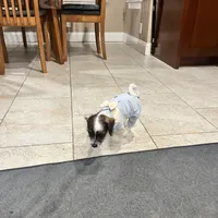 Moe, a male Poodle - Toy  and Chiweenie for sale in Pleasant Hill, CA – Photo 3 of 7