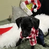 Black Max, a male Poodle - Toy  and Chiweenie for sale in Pleasant Hill, CA – Photo 9 of 10