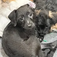 Black Max, a male Poodle - Toy  and Chiweenie for sale in Pleasant Hill, CA – Photo 6 of 10