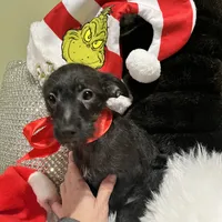 Black Max, a male Poodle - Toy  and Chiweenie for sale in Pleasant Hill, CA – Photo 4 of 10