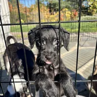 Black Max, a male Poodle - Toy  and Chiweenie for sale in Pleasant Hill, CA – Photo 8 of 10