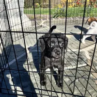 Black Max, a male Poodle - Toy  and Chiweenie for sale in Pleasant Hill, CA – Photo 5 of 10