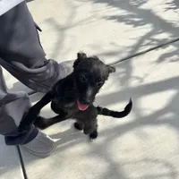 Black Max, a male Poodle - Toy  and Chiweenie for sale in Pleasant Hill, CA – Photo 10 of 10