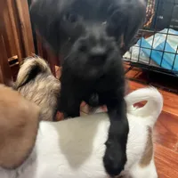 Black Max, a male Poodle - Toy  and Chiweenie for sale in Pleasant Hill, CA – Photo 7 of 10