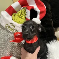 Black Max, a male Poodle - Toy  and Chiweenie for sale in Pleasant Hill, CA – Photo 3 of 10