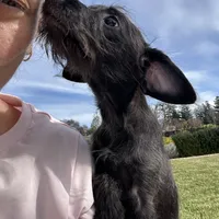 Black Max, a male Poodle - Toy  and Chiweenie for sale in Pleasant Hill, CA – Photo 2 of 10