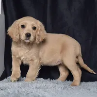 Ms. Jackie, a female Miniature Golden Retriever for sale in Sugarcreek, OH – Photo 5 of 5