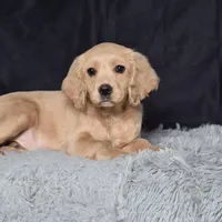 Ms. Jackie, a female Miniature Golden Retriever for sale in Sugarcreek, OH – Photo 3 of 5