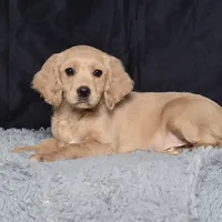 Ms. Jackie, a female Miniature Golden Retriever for sale in Sugarcreek, OH – Photo 1 of 5