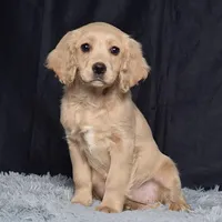 Ms. Jackie, a female Miniature Golden Retriever for sale in Sugarcreek, OH – Photo 2 of 5