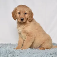 Ms. Belle, a female Miniature Golden Retriever for sale in Sugarcreek, OH – Photo 4 of 5