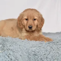 Ms. Belle, a female Miniature Golden Retriever for sale in Sugarcreek, OH – Photo 5 of 5
