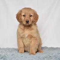 Ms. Belle, a female Miniature Golden Retriever for sale in Sugarcreek, OH – Photo 1 of 5
