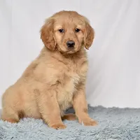 Ms. Belle, a female Miniature Golden Retriever for sale in Sugarcreek, OH – Photo 2 of 5