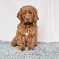 Mr. Barry, a male Miniature Golden Retriever for sale in Sugarcreek, OH – Photo 3 of 5