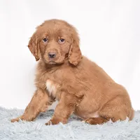 Mr. Barry, a male Miniature Golden Retriever for sale in Sugarcreek, OH – Photo 5 of 5