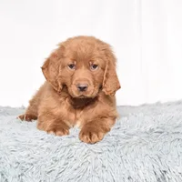 Mr. Barry, a male Miniature Golden Retriever for sale in Sugarcreek, OH – Photo 2 of 5