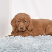 Mr. Barry, a male Miniature Golden Retriever for sale in Sugarcreek, OH – Photo 4 of 5