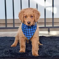 Mr. Baron, a male Miniature Golden Retriever for sale in Sugarcreek, OH – Photo 1 of 3