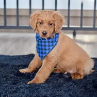 Mr. Baron, a male Miniature Golden Retriever for sale in Sugarcreek, OH – Photo 2 of 3