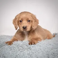 Ms. Blossom, a female Miniature Golden Retriever for sale in Sugarcreek, OH – Photo 3 of 4