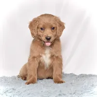 Ms. Blossom, a female Miniature Golden Retriever for sale in Sugarcreek, OH – Photo 2 of 4