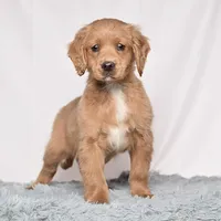 Ms. Blossom, a female Miniature Golden Retriever for sale in Sugarcreek, OH – Photo 4 of 4