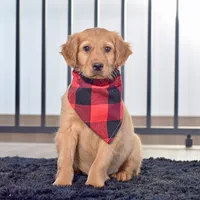 Baxter, a male Miniature Golden Retriever for sale in Sugarcreek, OH – Photo 2 of 3