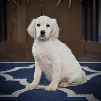 Rudolph, a male Miniature Golden Retriever for sale in Sugarcreek, OH – Photo 1 of 5