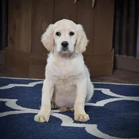 Rudolph, a male Miniature Golden Retriever for sale in Sugarcreek, OH – Photo 2 of 5