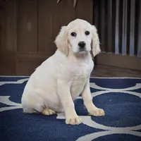 Rudolph, a male Miniature Golden Retriever for sale in Sugarcreek, OH – Photo 3 of 5
