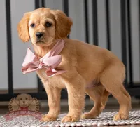 Kylie, a female Miniature Golden Retriever for sale in Sugarcreek, OH – Photo 2 of 2