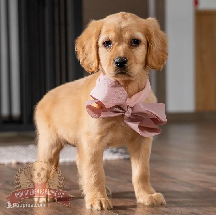 Kylie – Miniature Golden Retriever puppy for sale in Sugarcreek, OH