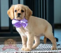 Katana, a female Miniature Golden Retriever for sale in Sugarcreek, OH – Photo 2 of 2