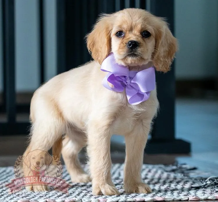 Katana – Miniature Golden Retriever puppy for sale in Sugarcreek, OH