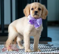 Katana, a female Miniature Golden Retriever for sale in Sugarcreek, OH – Photo 1 of 2