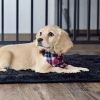 Ms. Jana, a female Miniature Golden Retriever for sale in Sugarcreek, OH – Photo 2 of 4