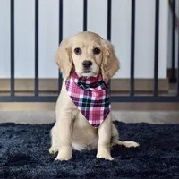 Ms. Jana, a female Miniature Golden Retriever for sale in Sugarcreek, OH – Photo 3 of 4
