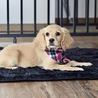 Ms. Jana, a female Miniature Golden Retriever for sale in Sugarcreek, OH – Photo 4 of 4