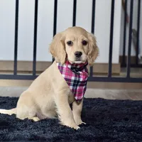 Ms. Jana, a female Miniature Golden Retriever for sale in Sugarcreek, OH – Photo 1 of 4