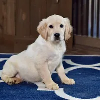 Santa Baby, a male Miniature Golden Retriever for sale in Sugarcreek, OH – Photo 4 of 5