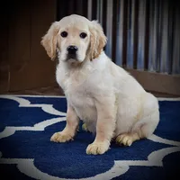 Santa Baby, a male Miniature Golden Retriever for sale in Sugarcreek, OH – Photo 1 of 5