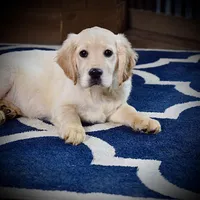 Santa Baby, a male Miniature Golden Retriever for sale in Sugarcreek, OH – Photo 2 of 5