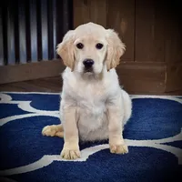 Santa Baby, a male Miniature Golden Retriever for sale in Sugarcreek, OH – Photo 3 of 5