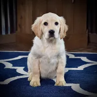 Santa Baby, a male Miniature Golden Retriever for sale in Sugarcreek, OH – Photo 5 of 5