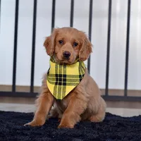Billy, a male Miniature Golden Retriever for sale in Sugarcreek, OH – Photo 1 of 3