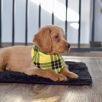 Billy, a male Miniature Golden Retriever for sale in Sugarcreek, OH – Photo 2 of 3
