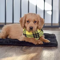 Billy, a male Miniature Golden Retriever for sale in Sugarcreek, OH – Photo 3 of 3